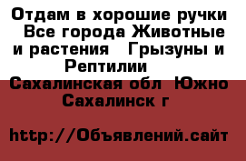 Отдам в хорошие ручки - Все города Животные и растения » Грызуны и Рептилии   . Сахалинская обл.,Южно-Сахалинск г.